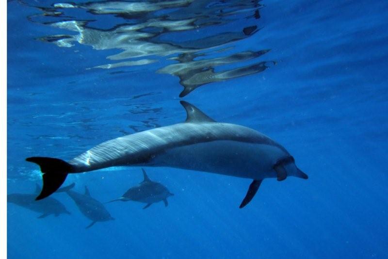dolphin keauhou
